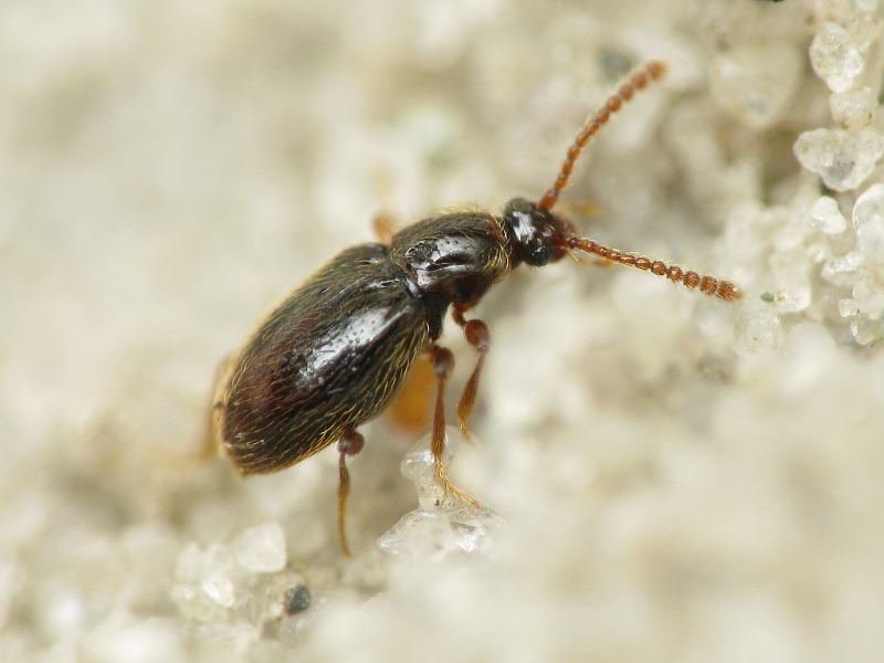 Nevraphes angulatus (Müller & Kunze, 1822)